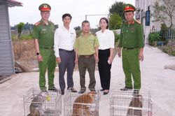 Nhiều người dân Hải Phòng bắt được cá thể khỉ quý hiếm đi lạc