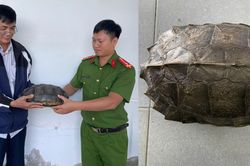 Người đàn ông làm điều đáng khen khi thấy rùa đất lớn băng qua đường