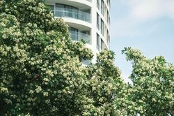 Hoa sữa ở TP.HCM: Người muốn trồng thêm, người đóng kín cửa nhà