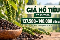Giá hồ tiêu hôm nay 17.10.2026: Chờ lực mua sau phiên giảm