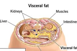 Nghiên cứu mới về thuốc tiêu diệt tế bào mỡ, giúp kiểm soát cân nặng lâu dài