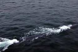 Triều Tiên thử nghiệm thành công ngư lôi mới trang bị AI