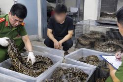 Hàng chục con trăn, rắn được nuôi nhốt trái phép giữa Thủ đô