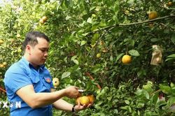 Bắc Ninh đặt mục tiêu số hóa 100% mã số vùng trồng phục vụ xuất khẩu