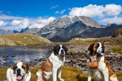 Thụy Sĩ: Những chú chó Saint Bernard gìn giữ di sản cứu hộ trên núi Alps