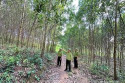 Giữ vững màu xanh đại ngàn