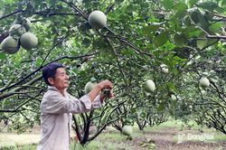 Chuẩn h&oacute;a v&ugrave;ng chuy&ecirc;n canh xuất khẩu