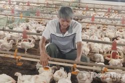 Đồng Tháp: Phát triển chăn nuôi theo hướng bền vững