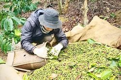 Xã Kbang hoàn thành rà soát dữ liệu vùng trồng sầu riêng, cà phê