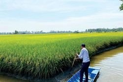 Mở rộng diện tích lúa phát thải thấp tại ĐBSCL: Từ bền vững đến thực chất chuỗi giá trị