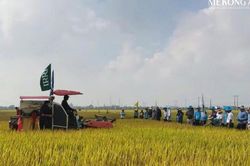 Bài toán nhân rộng mô hình lúa xanh, hiệu quả cao tại Ninh Bình