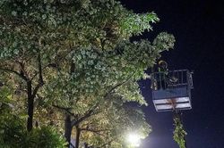 Công nhân cắt tỉa hoa sữa xuyên đêm