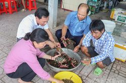 Ứng dụng công nghệ vi sinh trong mô hình nuôi tôm sú kết hợp cua ít thay nước