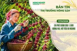 Thị trường n&ocirc;ng sản 17/10/2026: C&agrave; ph&ecirc; giảm s&acirc;u 1.500 đồng/kg, hồ ti&ecirc;u đi ngang