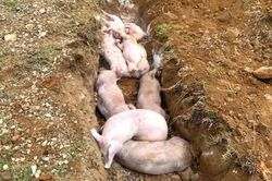 Nghệ An ban h&agrave;nh c&ocirc;ng điện khẩn chỉ đạo, chấn chỉnh c&ocirc;ng t&aacute;c ph&ograve;ng chống bệnh Dịch tả lợn ch&acirc;u Phi