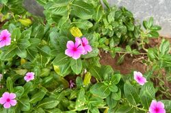 Cây dừa cạn nấu nước uống có tác dụng gì?