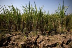 El Nino làm nóng nỗi lo giá thực phẩm