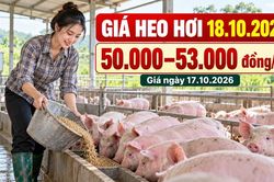 Gi&aacute; heo hơi h&ocirc;m nay 18.10.2026: Sức mua c&oacute; gi&uacute;p thị trường ổn định?