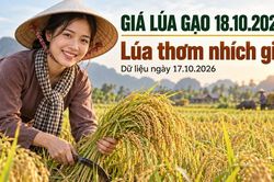 Giá lúa gạo hôm nay 18.10.2026: Lúa thơm chờ thêm lực mua