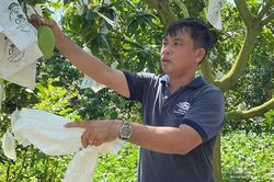 Đồng Th&aacute;p: N&ocirc;ng d&acirc;n trồng xo&agrave;i keo mong sớm được cấp m&atilde; số v&ugrave;ng trồng