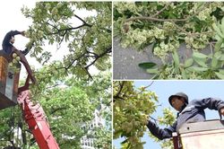 H&agrave; Nội cắt tỉa hoa sữa: Người vui vẻ đ&oacute;n nhận, người tiếc nuối nhặt về cắm