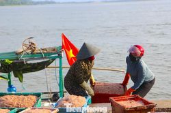 Ngư d&acirc;n H&agrave; Tĩnh tr&uacute;ng 'lộc' biển
