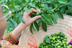 Chanh rừng Mẫu Sơn: Từ sương m&ugrave; v&ugrave;ng n&uacute;i cao bước l&ecirc;n quầy h&agrave;ng OCOP