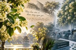 Hoa sữa v&agrave; 'gi&ocirc;ng b&atilde;o cuộc đời'