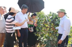 Khảo s&aacute;t v&ugrave;ng nguy&ecirc;n liệu c&agrave; ph&ecirc;, mắc ca tại x&atilde; Tuần Gi&aacute;o v&agrave; Qu&agrave;i Tở