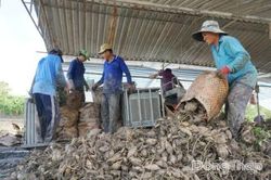 X&atilde; T&acirc;n Ph&uacute; Trung: Gi&aacute; khoai lang tăng, n&ocirc;ng d&acirc;n vẫn k&eacute;m vui