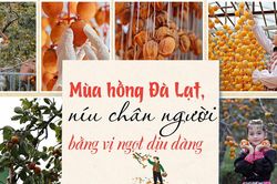 M&ugrave;a hồng Đ&agrave; Lạt, n&iacute;u ch&acirc;n người bằng vị ngọt dịu d&agrave;ng