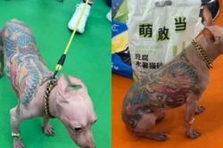 Chú chó không lông phủ kín hình xăm Yakuza gây phẫn nộ tại triển lãm thú cưng