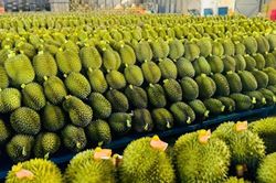 Y&ecirc;u cầu C&ocirc;ng ty TNHH Th&aacute;i Thịnh khắc phục l&ocirc; h&agrave;ng sầu ri&ecirc;ng bị nhiễm v&agrave;ng O