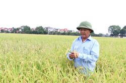 N&acirc;ng chất lượng, tăng gi&aacute; trị sản xuất l&uacute;a gạo