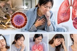 Hantavirus c&oacute; nguy hiểm kh&ocirc;ng v&agrave; l&acirc;y truyền qua đường n&agrave;o?