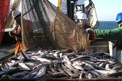 Chuỗi cung ứng thủy sản trước nguy cơ đứt gãy vì El Nino