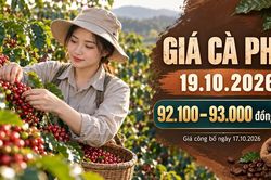 Giá cà phê hôm nay 19.10.2026: Sức ép vụ mới còn đáng chú ý
