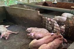 Cần Thơ: Dịch tả heo ch&acirc;u Phi lan rộng, ti&ecirc;u hủy hơn 19 tấn heo