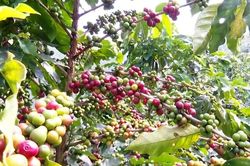 Tin tức nổi bật ng&agrave;y 19/10: Xuất khẩu c&agrave; ph&ecirc; Việt Nam lập kỷ lục 8,5 tỷ USD