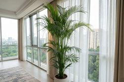 Cách trồng cây cau Hawaii xanh tốt quanh năm, tăng sinh khí, hút tài lộc