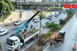 'Hạ giải' c&acirc;y xanh để x&acirc;y hầm chui thứ 8 ở H&agrave; Nội