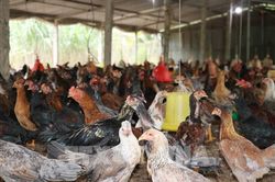 Đồng Th&aacute;p đặt mục ti&ecirc;u giảm 30% ổ dịch tr&ecirc;n đ&agrave;n vật nu&ocirc;i