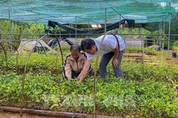 Nghị quyết 57-NQ/TW: Đà Nẵng phát triển nông nghiệp công nghệ cao, tập trung chuỗi giá trị
