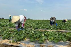 Thu hút doanh nghiệp thu mua sản phẩm rau màu theo hợp đồng