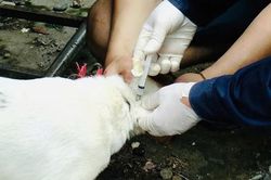 Lào Cai: Tăng cường phòng, chống bệnh dại