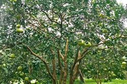 Lễ hội Bưởi Đại Minh v&agrave; kh&aacute;m ph&aacute; danh thắng quốc gia hồ Th&aacute;c B&agrave; sẽ diễn ra từ ng&agrave;y 6 - 8/11