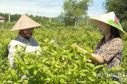Người phụ nữ đam mê trồng cây dược liệu