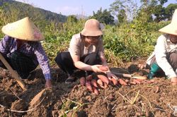 Liên kết sản xuất, mở rộng đầu ra nông sản