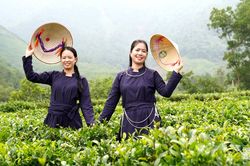 Chuyện người làm chè dưới chân Tam Đảo