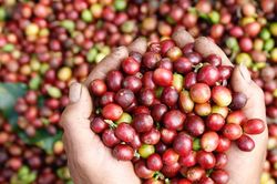 Xuất khẩu c&agrave; ph&ecirc; Việt Nam lập kỷ lục 8,5 tỷ USD